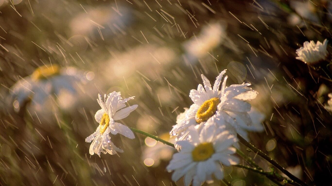 Что происходит с растениями, когда идет дождь? Растения передают друг другу информацию об опасности, выяснили исследователи. Фото.