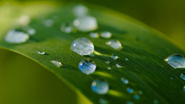 Что происходит с растениями, когда идет дождь? В каплях воды могут содержать патогены, опасные для растений. Фото.
