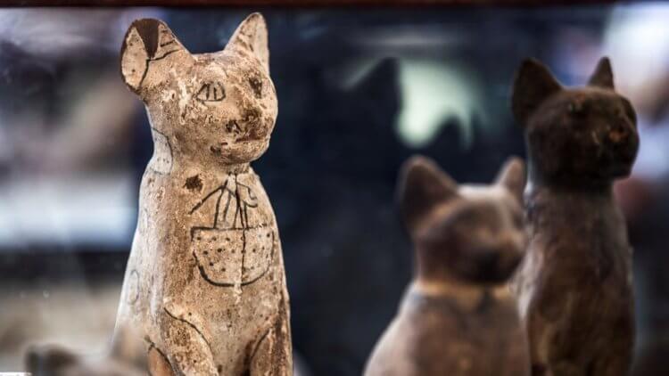 В Египте найдены мумии львов и статуя жука-скарабея. Почему таких открытий стало больше? В Египте можно найти не только мумии кошек, но и останки львов и даже крокодилов. Фото.