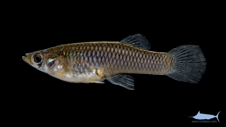 Как лекарства влияют на животных? Рыбы вида Гамбрузия Хольбрука обычно питаются беспозвоночными животными вроде червей. Фото.
