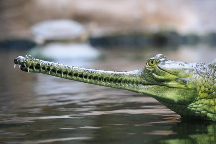 Самый редкий вид крокодилов начал активно размножаться. Гангские гавиалы обладают весьма необычным внешним видом. Фото.