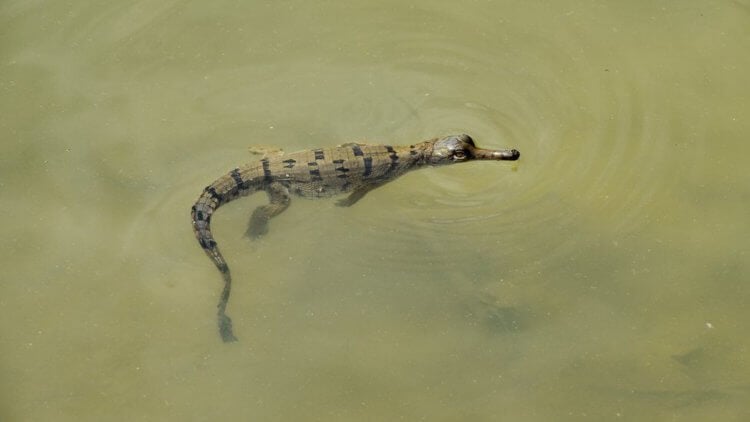 Почему вымирают животные? Этот вид крокодилов большую часть времени проводит в воде и выходит на сушу только чтобы погреться или отложить яйца. Фото.