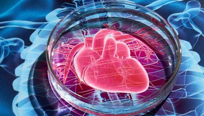 Стволовые клетки восстанавливают сердце не так, как мы думали. Фото.