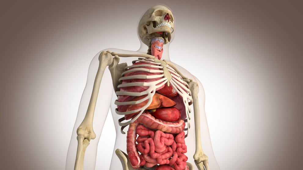 Человеческий организм фото органов человека