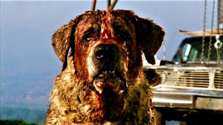 От какой редкой болезни могут умереть владельцы собак? Кадр из фильма «Куджо», снятого по роману Стивена Кинга. Фото.