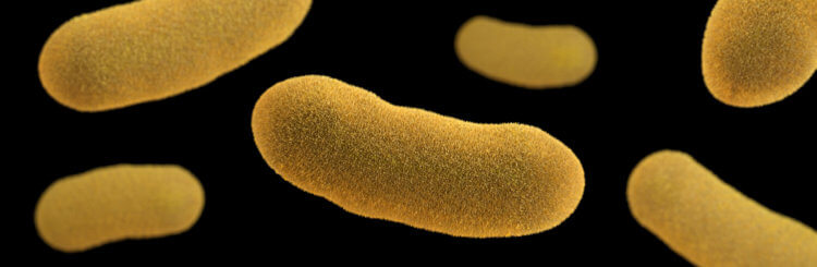 Что нужно знать о вспышке чумы в Китае? Так выглядят бактерии Yersinia pestis под микроскопом. Фото.