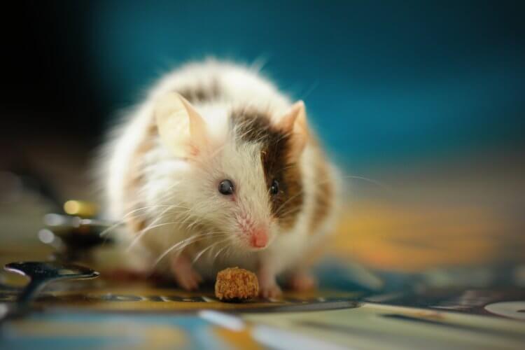 Можно ли жить без кислорода? Ученые смогли изменить скорость обмена веществ мышей. Фото.