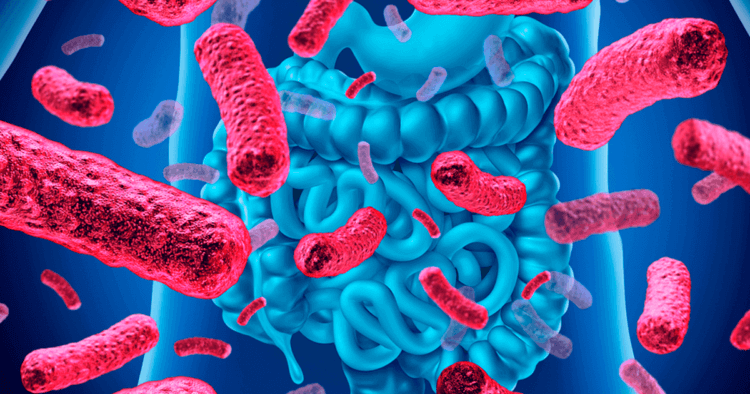 Какие микробы живут в теле человека? Без бактерий внутри нашего организма мы бы не могли жить. Фото.