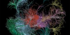 Как клетки мозга составляют карту воспоминаний? Фото.