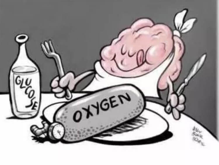 Сколько энергии нужно для работы мозга? Мозг потребляет энергию преимущественно в виде глюкозы. Фото.