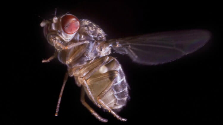 Ученые выяснили, как мухи ориентируются в пространстве. Оказывается, мухи имеют довольно интересную нервную систему. Фото.