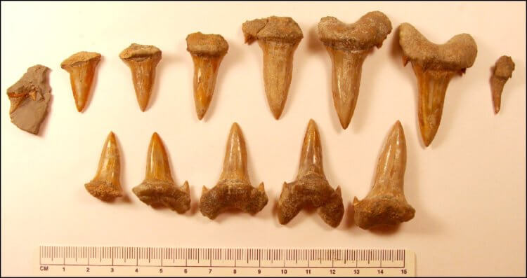 Найдены останки неизвестного ранее вида акул. Зубы акулы вида Cretodus crassidens. Фото.