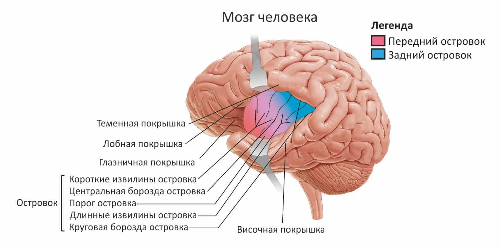 Почему снятся кошмары? Расположение островковой доли человеческого мозга. Фото.