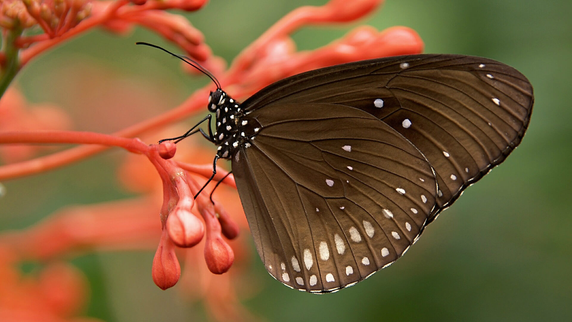Что произойдет, если насекомые исчезнут? В будущем разнообразие бабочек сильно сократится. Фото.