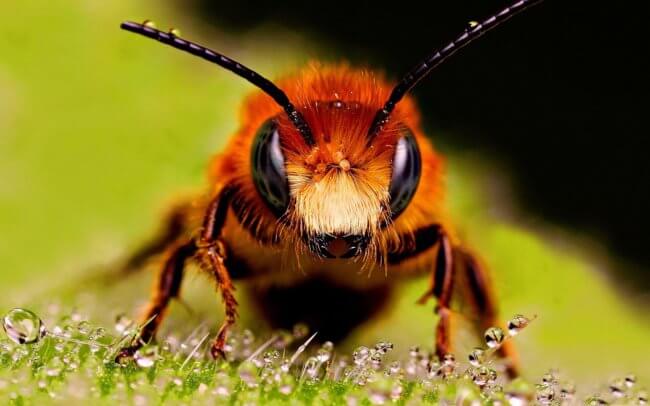 Почему пчелы умнее людей? Фото.