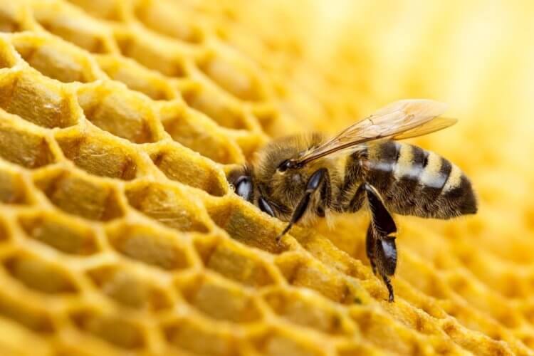 Могут ли пчелы быть умнее людей? Пчелы способны находить кратчайший путь заданного маршрута любой сложности. Фото.