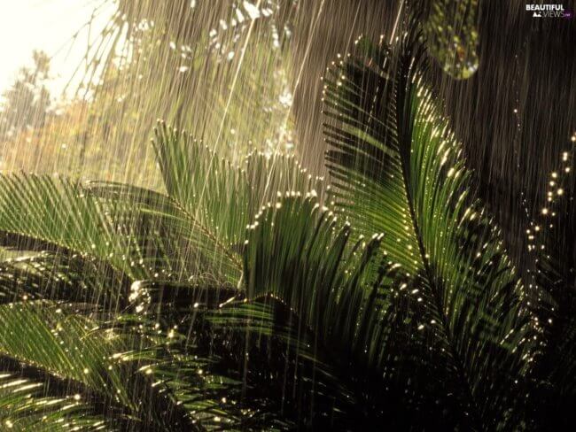 Когда идет дождь, растения находятся в состоянии, похожем на панику. Фото.