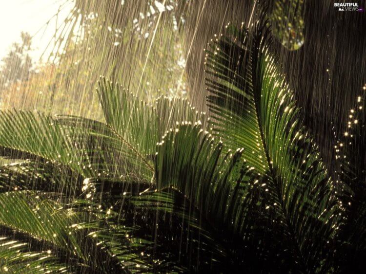 Когда идет дождь, растения находятся в состоянии, похожем на панику. Оказывается, растения не любят долго находится под дождем. Фото.