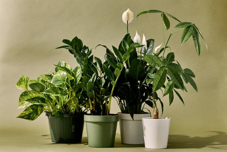 Чем мы дышим дома и на работе? Комнатные растения воздух не очищают, зато помогают пациентам восстановиться после операции. Фото.