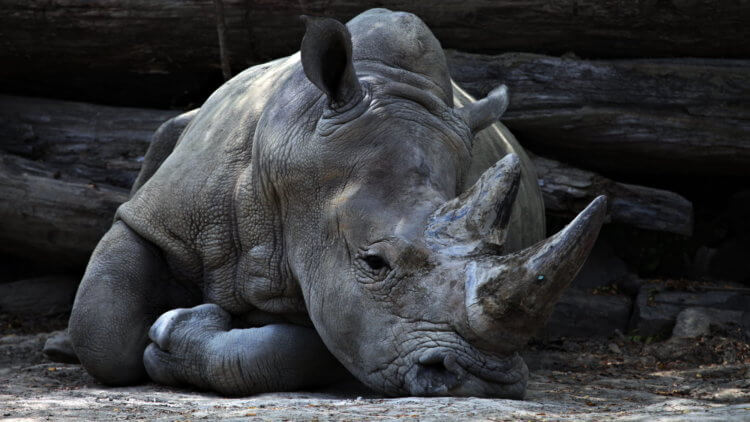 Остановить истребление носорогов можно, сделав их рога искусственными. Многие виды носорогов находятся на грани вымирания. Фото.