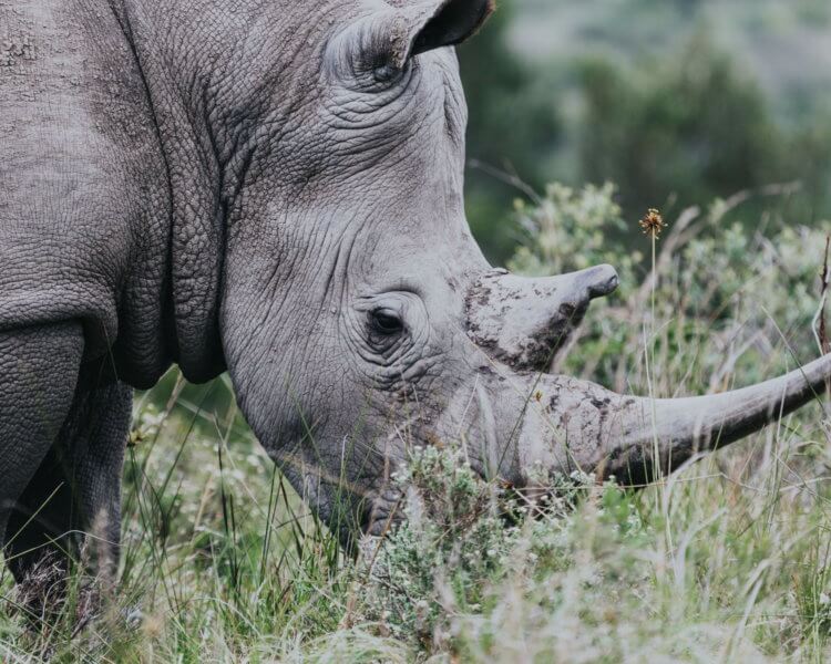 Остановить истребление носорогов можно, сделав их рога искусственными. Рога носорогов состоят из множества склеенных между собой волос. Фото.