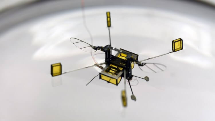 Первая робопчела совершила свой экспериментальный полет. Устройство Robobee способно самостоятельно передвигаться в пространстве. Фото.