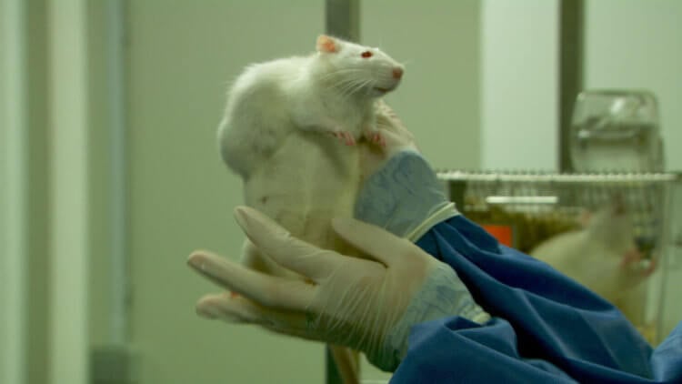 ГМО опасны для здоровья? Лабораторная крыса, которая принимала участие в некорректном исследовании Сералини. Фото.
