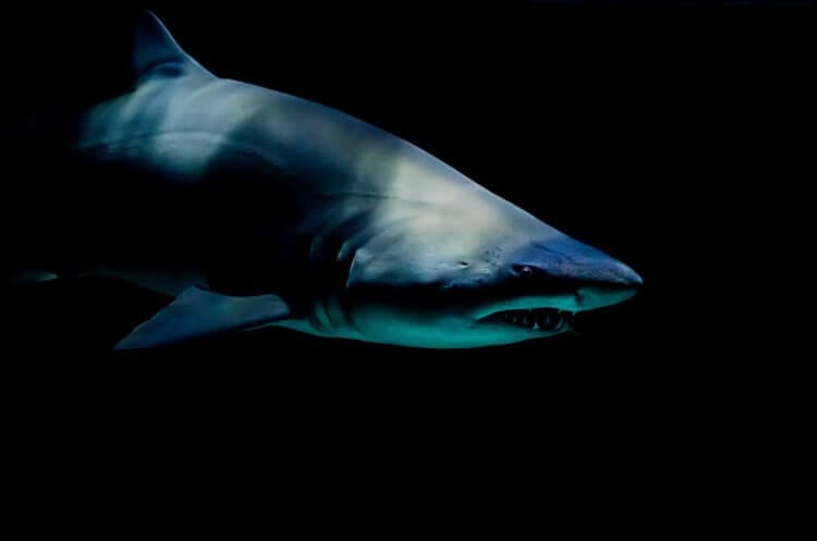 В Мексике найдены зубы самой страшной акулы в истории. Миллионы лет назад в водах нашей планеты жили настоящие гиганты. Фото.