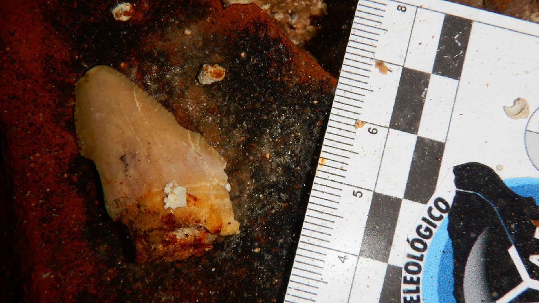 Самая большая акула в мире. Еще один зуб древних хищников. Фото.