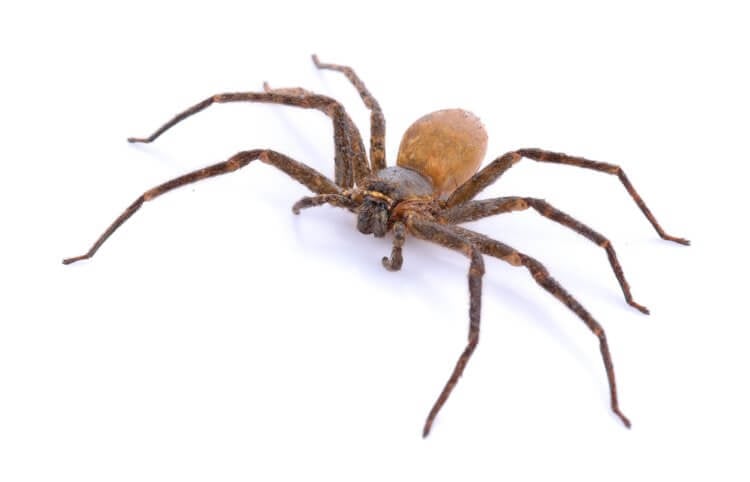 Почему именно пауки? Некоторые пауки — это маленькие, коварные, ядовитые и смертельно опасные создания. Фото.