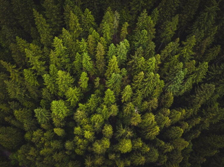 Деревья выделяют парниковые газы и могут ускорить глобальное потепление. Согласно научным данным, на нашей планете насчитывается около 60 000 видов деревьев. Фото.