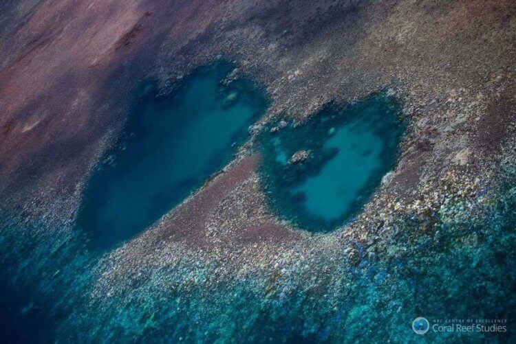 Можно ли восстановить Большой Барьерный Риф? Австралийский Большой Барьерный риф пережил самое серьезное событие по обесцвечиванию кораллов. Фото.