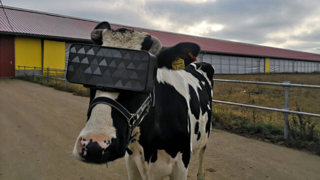 В России выяснили, как виртуальная реальность влияет на самочувствие коров. Фото.