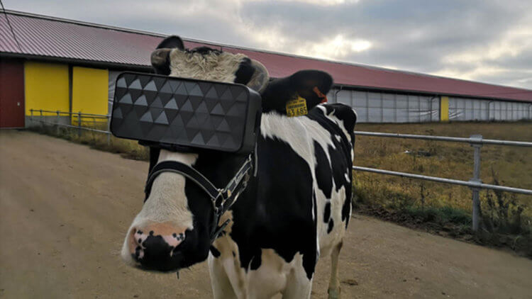 В России выяснили, как виртуальная реальность влияет на самочувствие коров. Корова в шлеме виртуальной реальности. Фото.