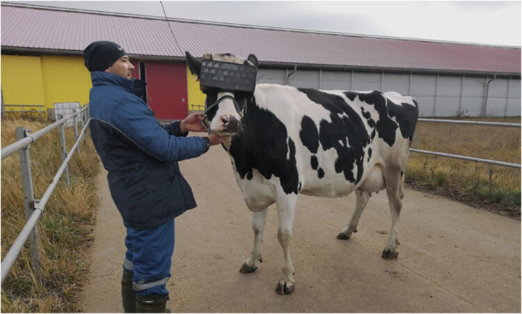 Как улучшить качество коровьего молока? Сотрудник подмосковной фермы и корова в VR-шлеме. Фото.