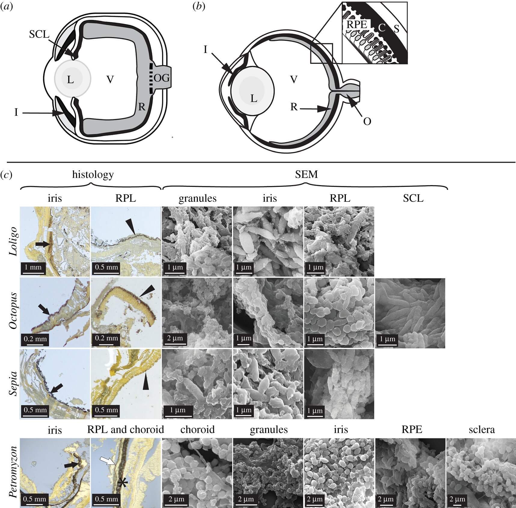 Глаза Талли монстра позволили разгадать его секрет. Соотношение цинка и меди в меланосомах глаз монстра Талли. Фото.