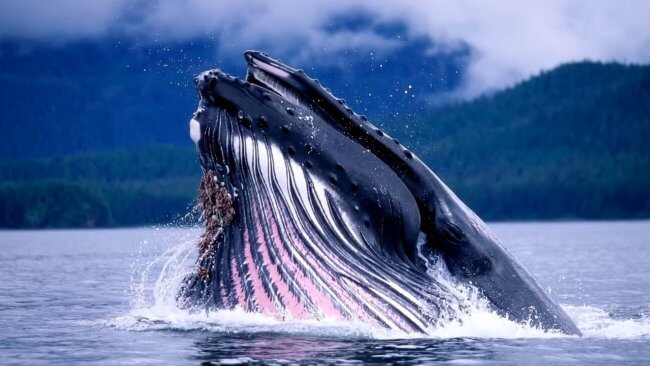 Почему сердцебиение китов так удивило ученых? Фото.