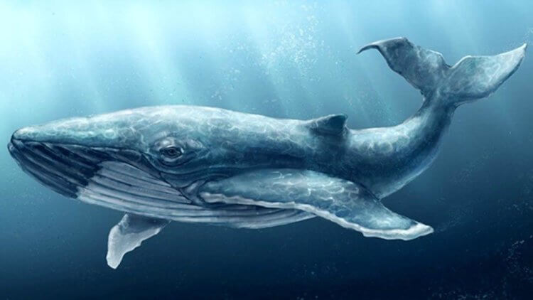 Самое большое сердце на Земле. Сердце кита весит около 180 килограмм. Фото.