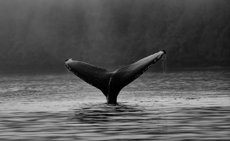 Киты могут справиться с глобальным потеплением лучше деревьев. Синий кит считается одним из самых больших животных в мире. Фото.