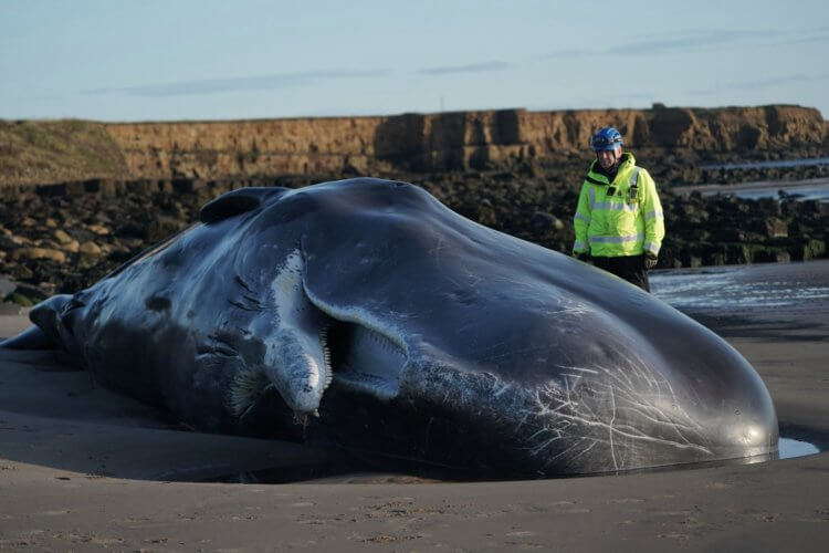 Почему вымирают киты? Киты нередко выбрасываются на берег. Фото.