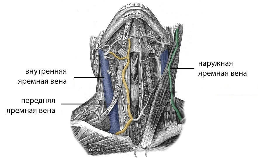 Обнаружена новая болезнь, которая может развиться во время космического полета. Яремные вены на шее человека. Фото.