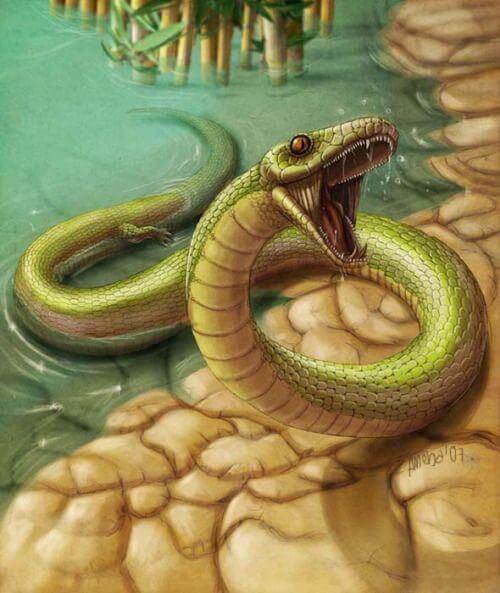 Как появились змеи? Череп змеи Наджаш доказывает нам, что ископаемые змеи действительно имели сходства с некоторыми из их ближайших родственников — ящериц. Фото.