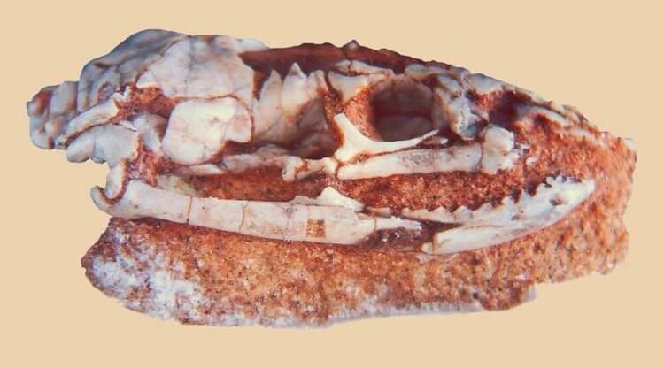Как выглядел библейский змей? Найденные окаменелости, имеющие размер всего в несколько сантиметров, сыграют огромную роль в установлении достоверной информации о характере эволюции черепа змеи. Фото.