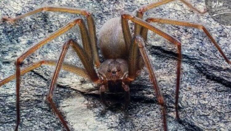 Как выглядит самый опасный паук в мире? Ученым удалось идентифицировать новый вид пауков — Loxosceles tenochtitlan. Фото.