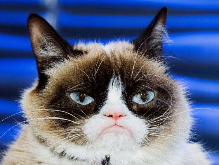 Умеют ли кошки двигать мышцами лица и выражать эмоции? Grumpy Cat — одна из самых знаменитых кошек в мире. Фото.