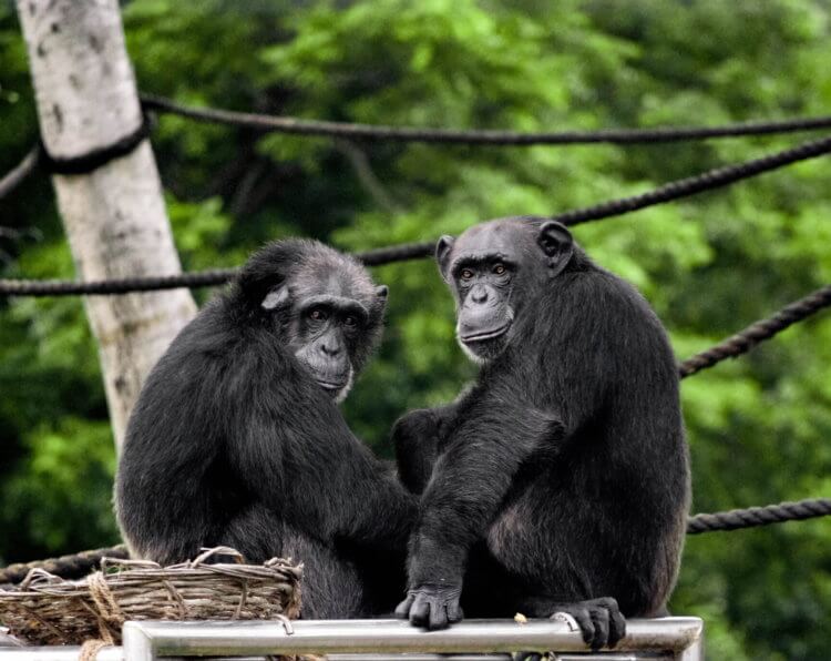 #видео | Обнаружен новый способ общения шимпанзе с сородичами. Обезьяны шимпанзе очень любят общаться друг с другом. Фото.