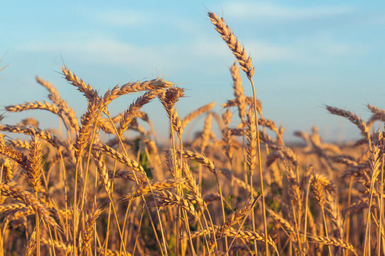Как климатические изменения влияют на урожайность риса, пшеницы и кукурузы? Пшеница, кстати, тоже находится в большой опасности. Фото.