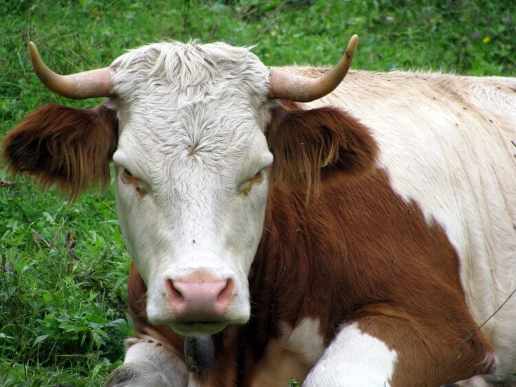 Найдена точная причина коровьего бешенства. Коровье бешенство приводит к летальным изменениям в головном мозге зараженных животных. Фото.