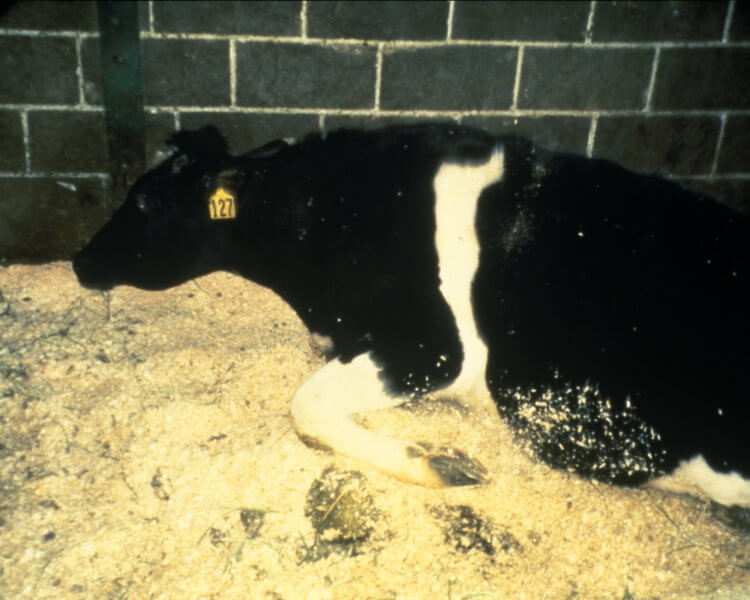 Смертельная болезнь домашнего скота. Корова, больная губчатой энцефалопатией. Фото.