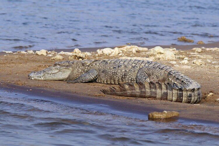 Как бегают крокодилы? Индийский болотный крокодил. Фото.